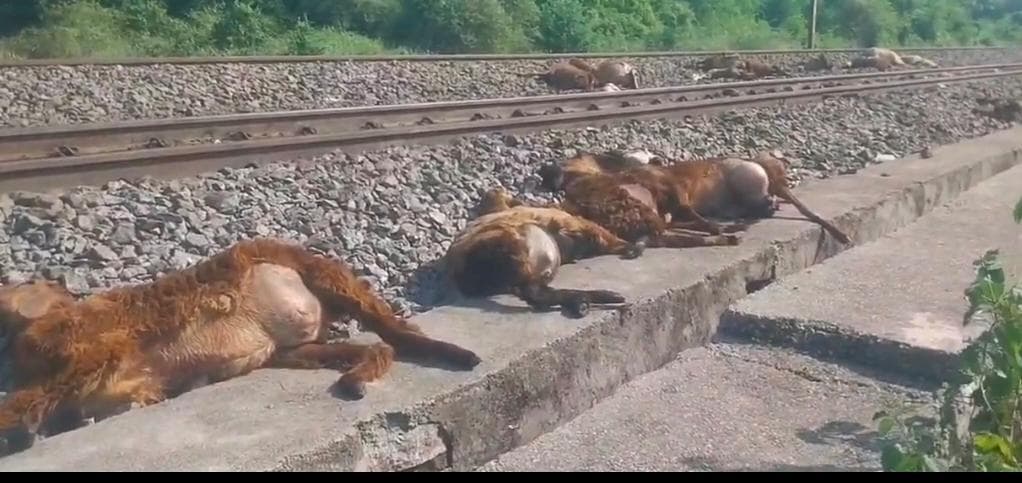రైలు ఢీకొని 100కుపైగా గొర్రెలు మృతి